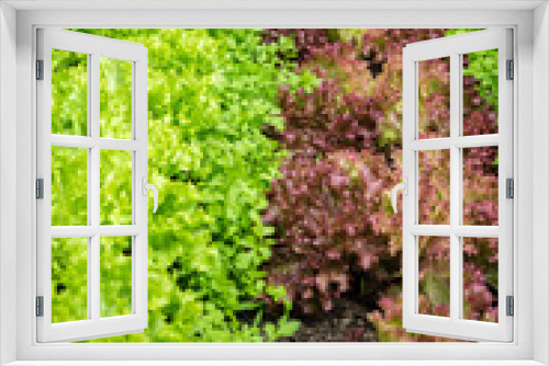 Fototapeta Naklejka Na Ścianę Okno 3D - Erntefrischer Salat im Freilandanbau