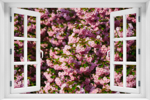 Fototapeta Naklejka Na Ścianę Okno 3D - Spring blossom in sun