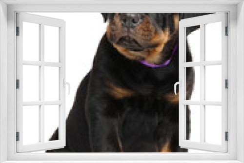 Fototapeta Naklejka Na Ścianę Okno 3D - Cute Rottweiler puppy