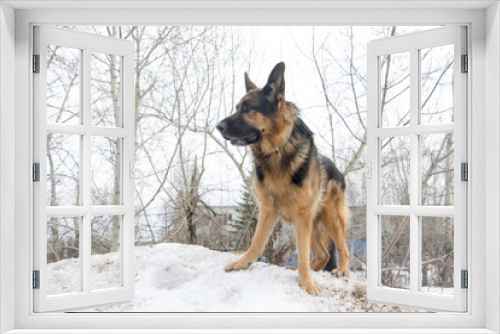 Fototapeta Naklejka Na Ścianę Okno 3D - German shepherd dog on snow in spring day