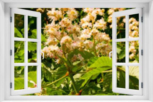Fototapeta Naklejka Na Ścianę Okno 3D - Chestnut (Castanea vesca) flower