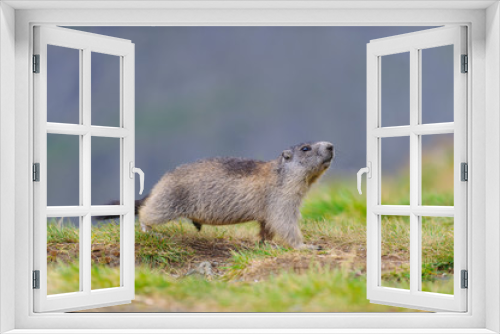 Fototapeta Naklejka Na Ścianę Okno 3D - Murmeltier in den Alpen - marmot in the alps 87