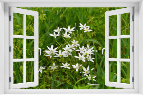 Fototapeta Naklejka Na Ścianę Okno 3D - Edelweiss nel prato verde
