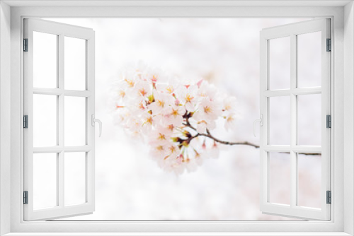 Fototapeta Naklejka Na Ścianę Okno 3D - pink cherry blossom on branch,china