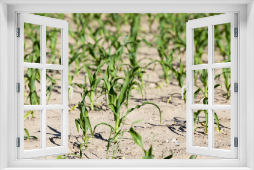 Fototapeta Naklejka Na Ścianę Okno 3D - Field of green corn 