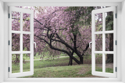 Fototapeta Naklejka Na Ścianę Okno 3D - Prunus serrulata or Japanese Cherry
