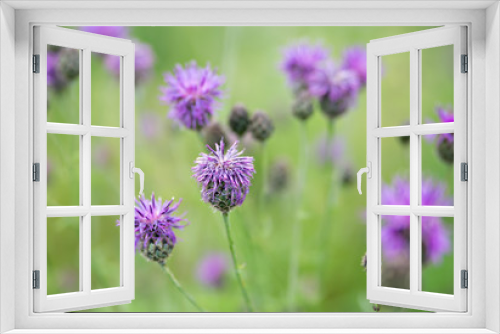 Fototapeta Naklejka Na Ścianę Okno 3D - purples flowers on a meadow