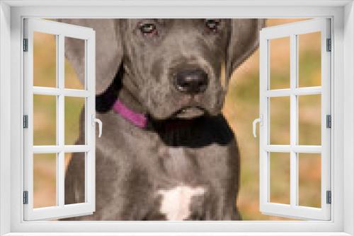 Fototapeta Naklejka Na Ścianę Okno 3D - Portrait of nice posing puppy-great dane