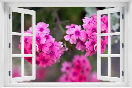 Fototapeta Naklejka Na Ścianę Okno 3D - Verbena flowers on bokeh background