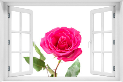 Fototapeta Naklejka Na Ścianę Okno 3D - Pink Rose isolated