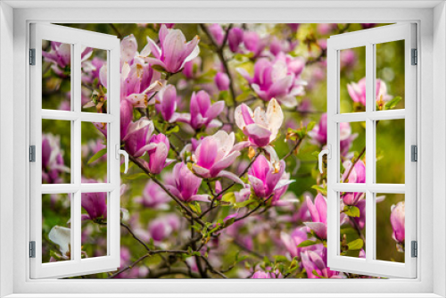 Fototapeta Naklejka Na Ścianę Okno 3D - beautiful magnolia flowers
