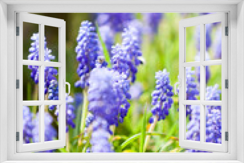 Fototapeta Naklejka Na Ścianę Okno 3D - Blue flowers in natural eviroment 