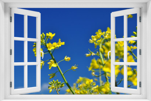 Fototapeta Naklejka Na Ścianę Okno 3D - Rape oilseed flowers agriculture