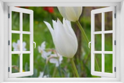 Fototapeta Naklejka Na Ścianę Okno 3D - Белые тюльпаны 