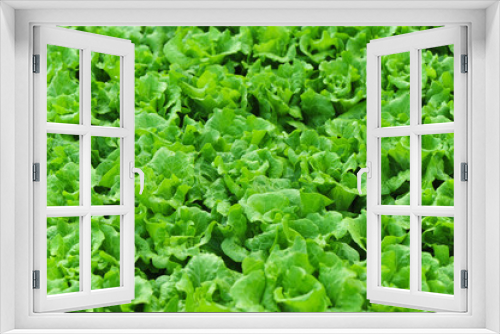 Fototapeta Naklejka Na Ścianę Okno 3D - green lettuce crops in growth at vegetable garden