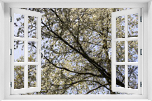 Fototapeta Naklejka Na Ścianę Okno 3D - tree branches and white flowers in the springtime woods, Stuttga