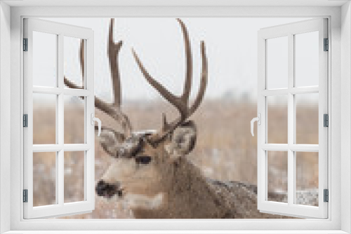 Fototapeta Naklejka Na Ścianę Okno 3D - Mule Deer Buck in Snow