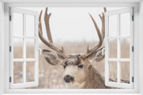 Fototapeta Naklejka Na Ścianę Okno 3D - Mule Deer Buck in Snow