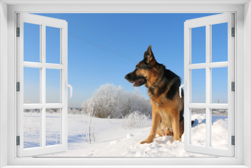 Fototapeta Naklejka Na Ścianę Okno 3D - German shepherd dog on snow in winter day