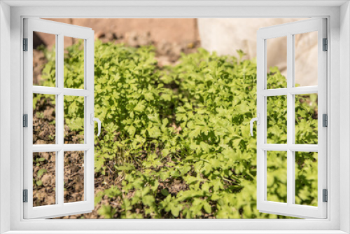 Fototapeta Naklejka Na Ścianę Okno 3D - Kresse auf Garten Boden