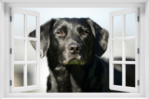 Fototapeta Naklejka Na Ścianę Okno 3D - Labrador Retriever Dog