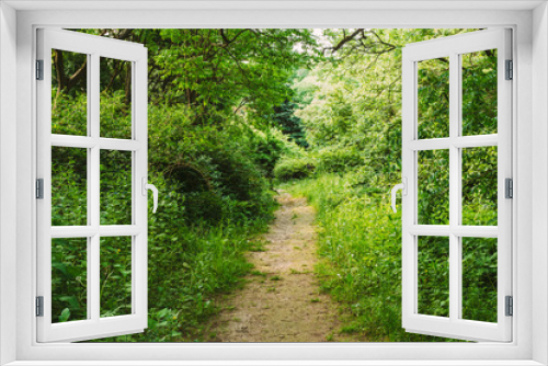 Fototapeta Naklejka Na Ścianę Okno 3D - Empty Lane, Path, Pathway In Summer Deciduous Forest