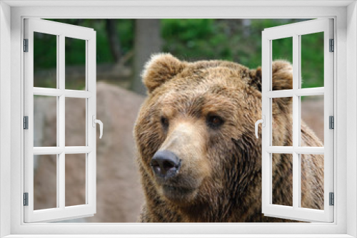 Fototapeta Naklejka Na Ścianę Okno 3D - adult brown bear portrait