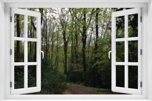 Fototapeta Naklejka Na Ścianę Okno 3D - Wanderweg im Wald im Frühling