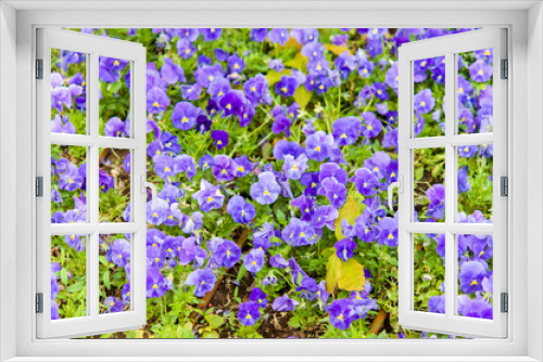 Fototapeta Naklejka Na Ścianę Okno 3D - violet flowers in garden