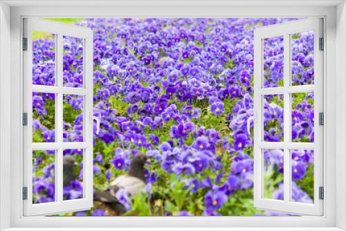 Fototapeta Naklejka Na Ścianę Okno 3D - violet flowers in garden