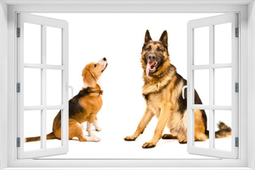 Fototapeta Naklejka Na Ścianę Okno 3D - German Shepherd dog and Beagle dog sitting together