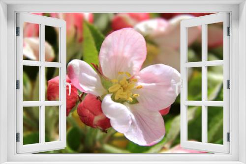 Fototapeta Naklejka Na Ścianę Okno 3D - Kwiat jabłoni, wiosna.