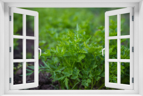 Fototapeta Naklejka Na Ścianę Okno 3D - Organic parsley grow in home garden