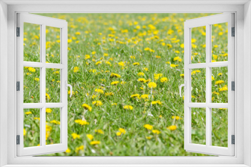Fototapeta Naklejka Na Ścianę Okno 3D - Field of dandelions (Taraxacum officinale) in flower. Abundant yellow flowers in a British meadow, amongst grass