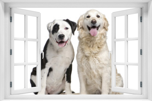 Fototapeta Naklejka Na Ścianę Okno 3D - couple of a Mixed-Breed Dog and a labrador golden retriever