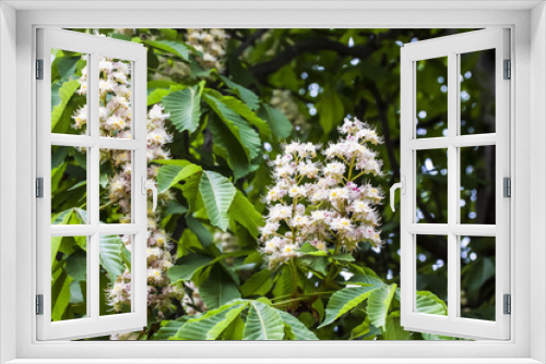 Fototapeta Naklejka Na Ścianę Okno 3D - abundant flowering chestnut tree