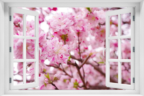 Fototapeta Naklejka Na Ścianę Okno 3D - 満開の花桃