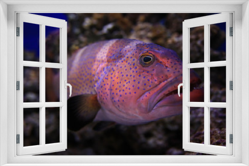 Fototapeta Naklejka Na Ścianę Okno 3D - grouper underwater photo