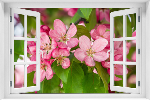 Fototapeta Naklejka Na Ścianę Okno 3D - Spring Cherry blossoms pink flowers.