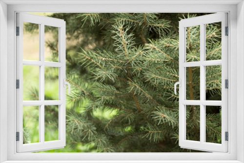 Fototapeta Naklejka Na Ścianę Okno 3D - Beautiful green coniferous tree in nature