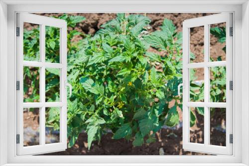 Fototapeta Naklejka Na Ścianę Okno 3D - Rows of tomato plants