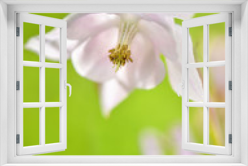 Fototapeta Naklejka Na Ścianę Okno 3D - Nahaufnahme mit Akelei Blume in pastell, zart und rosa