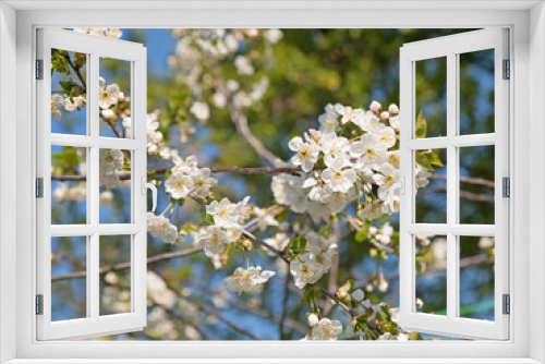 Fototapeta Naklejka Na Ścianę Okno 3D - Blühender Sauerkirschbaum, Prunus cerasus