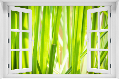 Fototapeta Naklejka Na Ścianę Okno 3D - green plant background