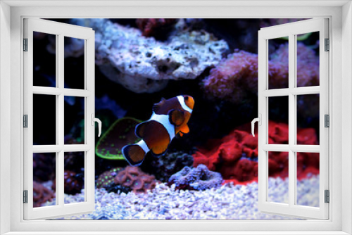 Fototapeta Naklejka Na Ścianę Okno 3D - Clownfish Nemo in Marine reef aquarium