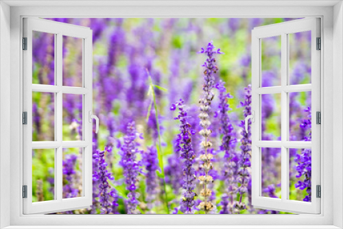 Fototapeta Naklejka Na Ścianę Okno 3D - Lavender flower field,Spring background, leave space for adding