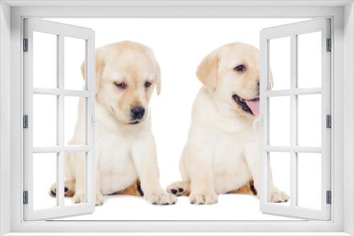 Fototapeta Naklejka Na Ścianę Okno 3D - labrador puppy, looks