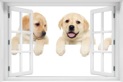 Fototapeta Naklejka Na Ścianę Okno 3D - labrador puppy, looks