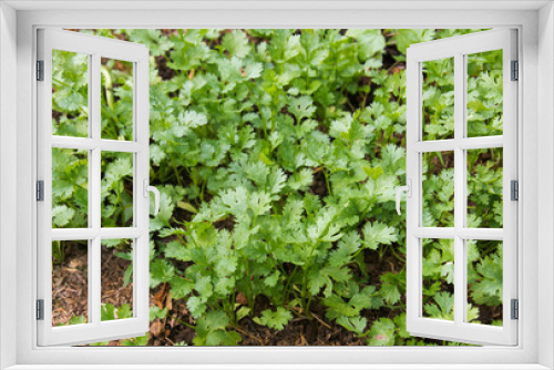 Fototapeta Naklejka Na Ścianę Okno 3D - Parsley growing in garden