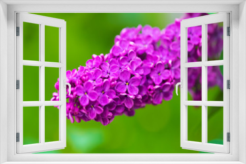 Fototapeta Naklejka Na Ścianę Okno 3D - Vibrant spring blossom of lilac, green fresh background.